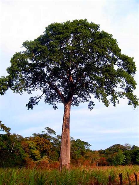 Какие породы древесины самые твердые?