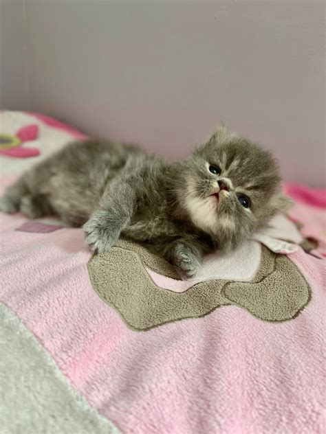 elevage de bellavista eleveur de chats persan  exotic shorthair