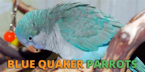 Blue Quaker Parrot Care Personality Lifespan And Price