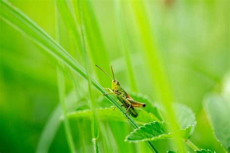 O Gafanhoto É Verde Porque Vive Na Grama - Gafanhoto verde em uma lâmina de grama | Foto Premium