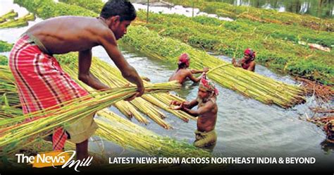 Jute Corporation Expects To Procure Over 4 Lakh Quintals Raw Jute This Year