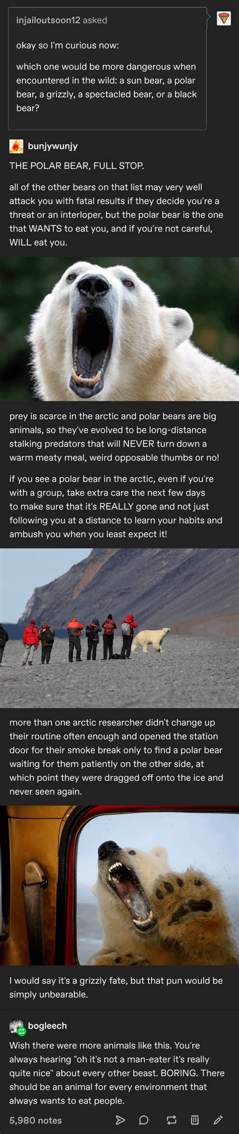 Polar Bears Are Just As Scary In Real Life Ricarus