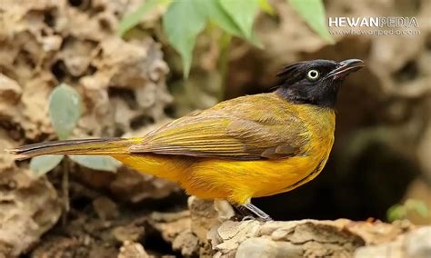 8 Jenis Burung Kutilang Populer Dan Bisa Dipelihara Punya Suara Merdu