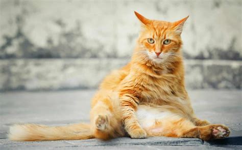 Best Weight Management Cat Food - OliveKnows