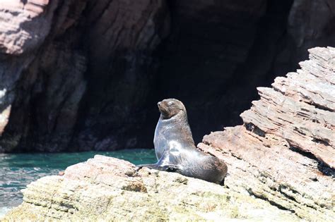 Indices Aquatic Mammals