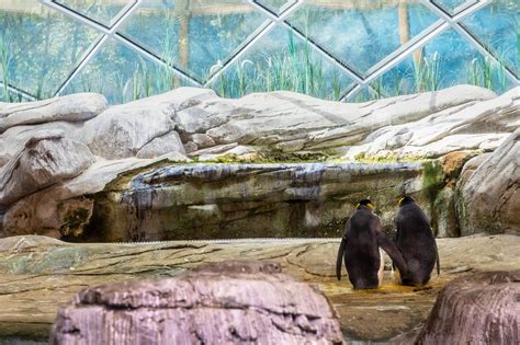 Una Pareja De Ping Inos Gay Adopt Un Huevo Para Intentar Tener Una Cr A Infobae