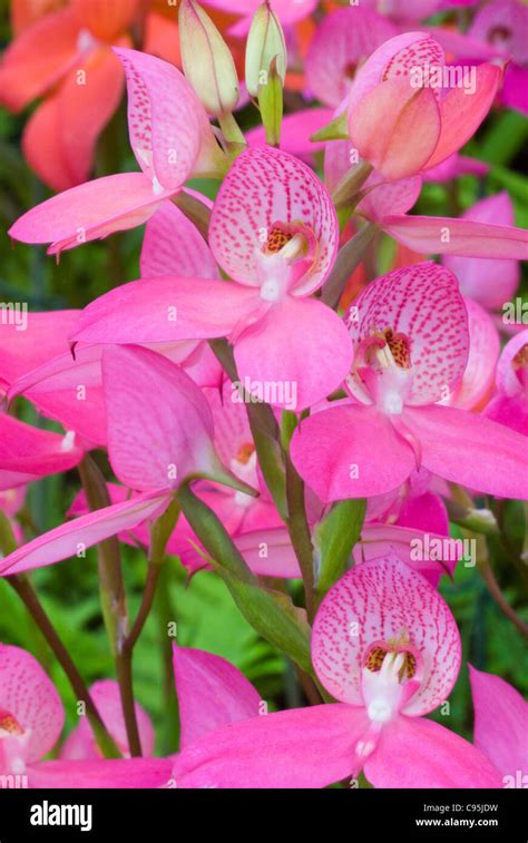 Hardy Orchid South African Table Mountain Orchid Disa Watsonii ‘sandra