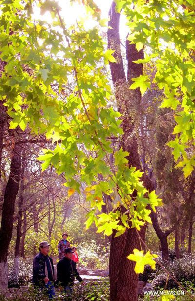 Scenery Of Maple Trees Of Qianfo Mountain In Jinan