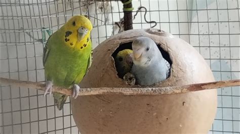 Los Pollitos Beb S De Periquitos Ya Quieren Salir Del Nido Budgies