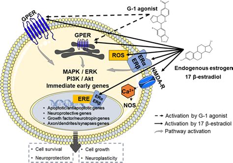 Schematic representation of the signaling pathways that endogenous ...