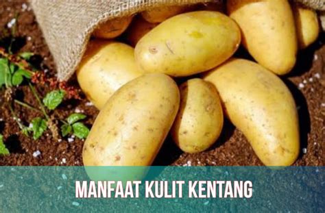 Jarang Diketahui Ternyata Kulit Kentang Punya Banyak Manfaat Untuk