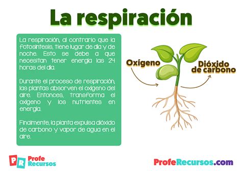 Por Meio Delas As Plantas Respiram - Quando As Plantas Respiram - FDPLEARN