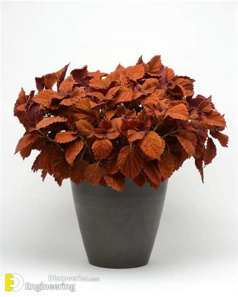 Amazing Orange Houseplants You Can Grow Engineering Discoveries