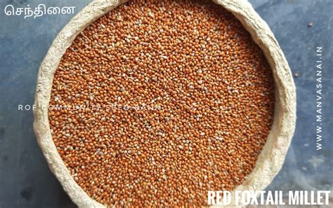 Native Red Foxtail Millet Seeds (Senthinai) - Rangamalai Organic Farms ...