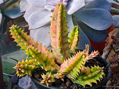 Huernia Zebrina Variegata Blog De Cactus Y Suculentas