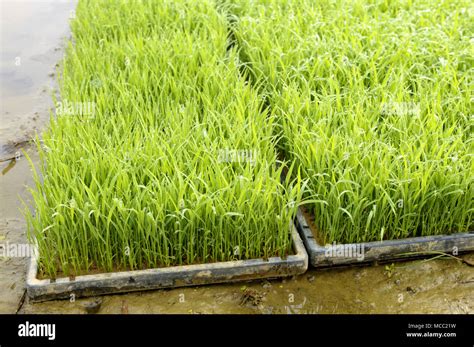 Rice Seedling In Tray Planting Hi Res Stock Photography And Images Alamy