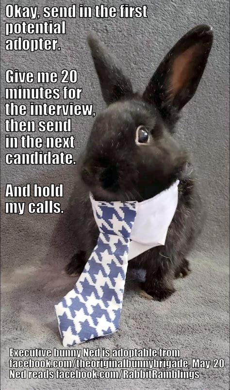 Rabbit Ramblings Funny Bunny Monday Memeday