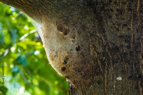 Oak Processionary Caterpillars Thaumetopoea Processionea Nest In A Tree