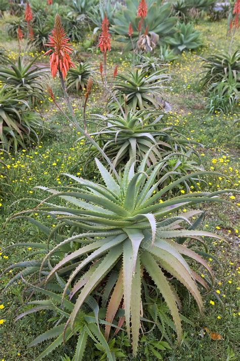 Aloe arborescens plants in flower - Stock Image - C007/3911 - Science ...