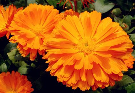 Купить семена Календула Calеndula Orange King в Москве: доставка семян ...