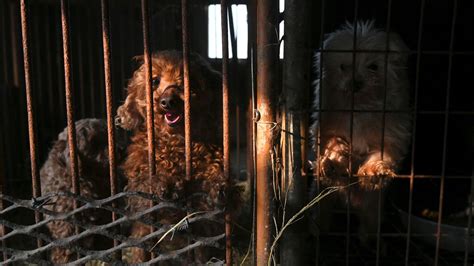 Vers La Fin De La Consommation De Viande De Chien En Cor E Du Sud