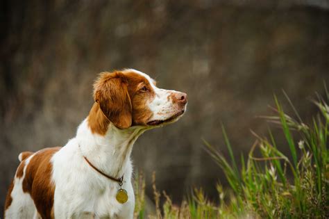 Liver And White Brittany Spaniel Profile Care Puppy Facts