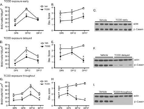 Exposure To TCDD During Different Windows Of Time In Pregnancy Has