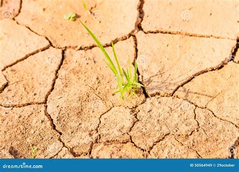 Rice On Drought Field Stock Image Image Of Growing Natural