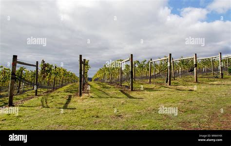 Tasmania Australia Vineyard Hi Res Stock Photography And Images Alamy