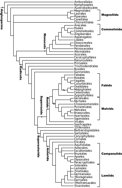 Angiosperm Phylogeny