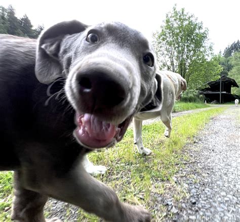 My neighbors’ new puppy. : r/funny