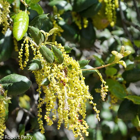 Coast live oak - Waterwise Garden Planner