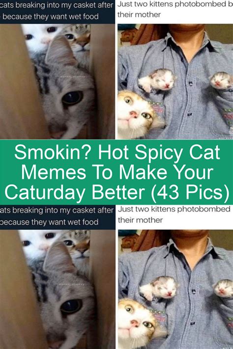 Smokin Hot Spicy Cat Memes To Make Your Caturday Better Pics