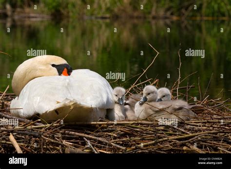 Cisne Mudo Con Pollitos En El Agua Fotograf As E Im Genes De Alta