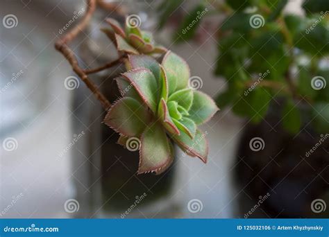 Aeonium Kiwi Succulent Plant Branch Stock Photo Image Of Houseplant