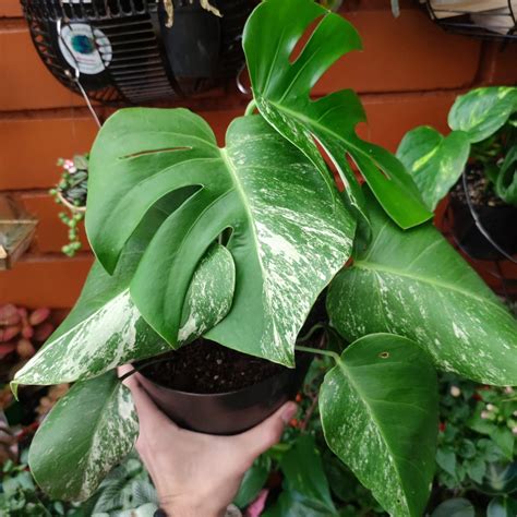 Monstera Deliciosa Albo Variegata | Vita Garden