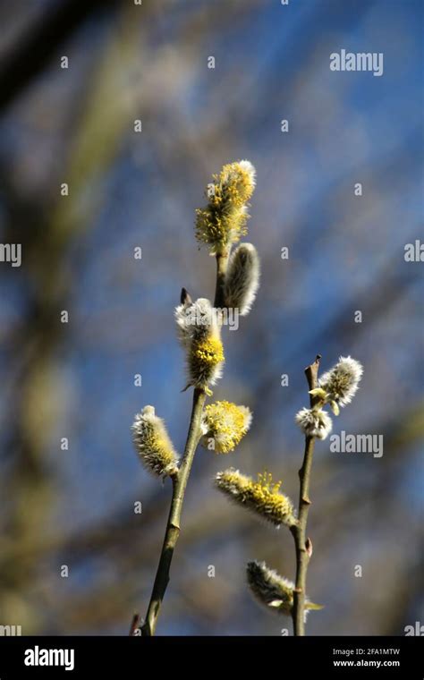 Pussy Willow In Bloom In Close Up Stock Photo Alamy