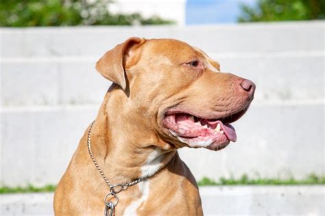Pitbull Mastiff Mix Dog Breed Guide: Info, Pictures, Traits & Care ...