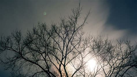 Naked Tree Green Screen Stock Footage Video Of Wood 63885494