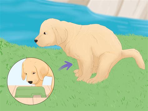 How to Potty Train a Puppy: 15 Steps (with Pictures) - wikiHow