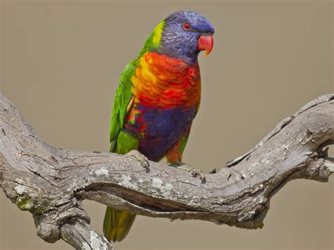 Lorikeet