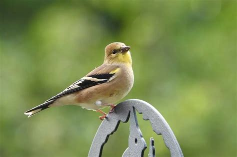 20 Interesting Facts About American Goldfinches - Bird Feeder Hub