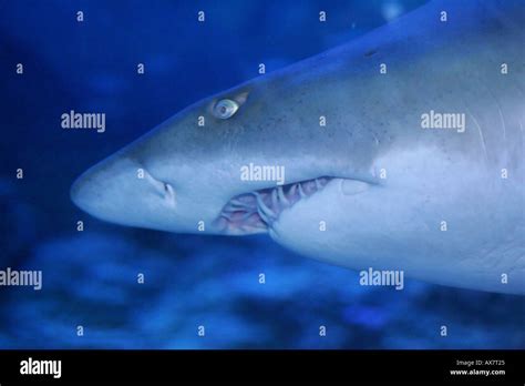 A Grey Nurse Shark Stock Photo Alamy