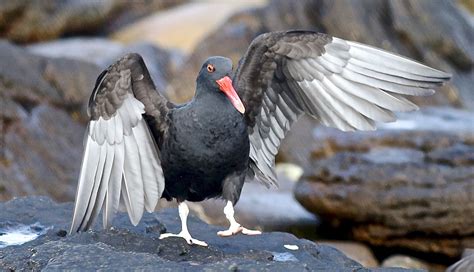 Antarctic Diary The Falklands Endemic Birds And The Value Of Sitting