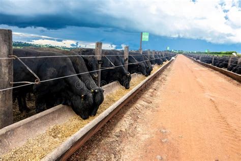 Angus Cattle Feed In The Feeder Of A Confinement Of A Farm Editorial