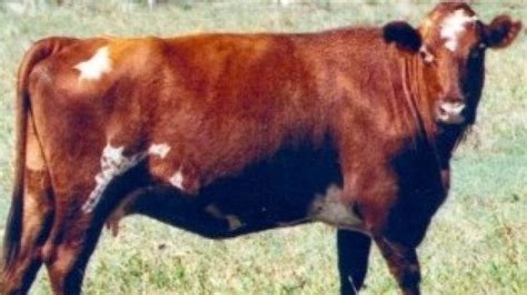 Cattle Breeds From Australia Beef2live Eat Beef Live Better