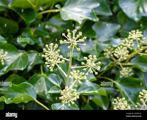 Ivy plant hedera flowers hi-res stock photography and images - Alamy
