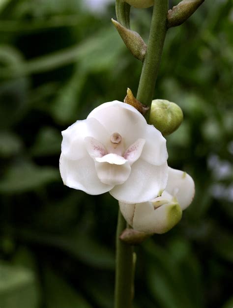 Top Orquidea Del Espiritu Santo Abzlocal Mx