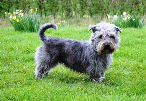 glen de imaal terrier  irlandes pequeno  robusto kennel club argentino