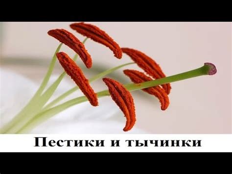 Пестики и тычинки - YouTube
